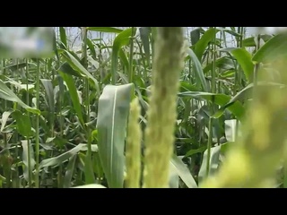 the guard catches the thief in the corn field and writes her fine in place porn sex anal big boobs porn sex in russian an