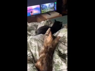 video from @videfunny | @videfunny