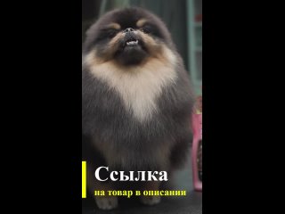 clip @videfunny | @videfunny