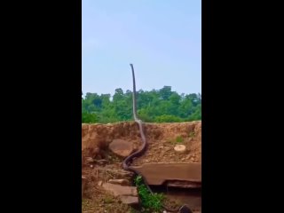 vine | @videfunny