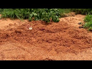 swimming in quicksand