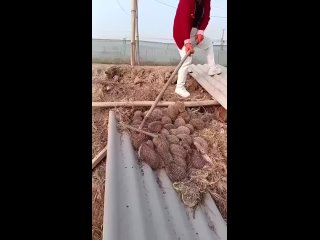 and what kind of hay is he have such a thorny | @videfunny