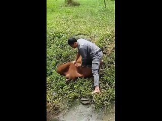 zoo caretaker saved the sinking orangutan | @videfunny